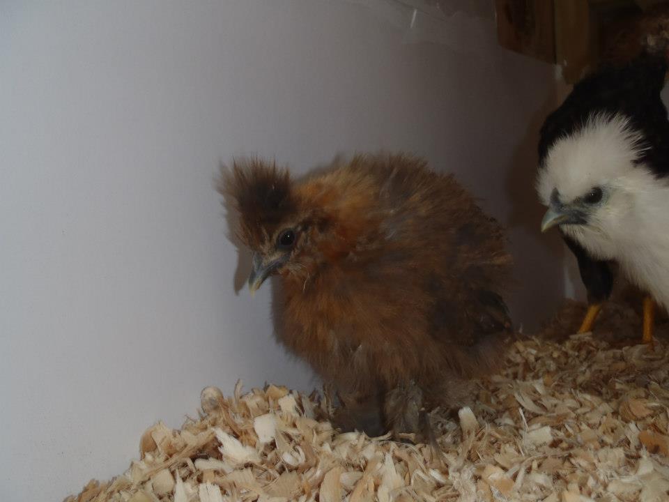 My wifes has named her Cheeps!