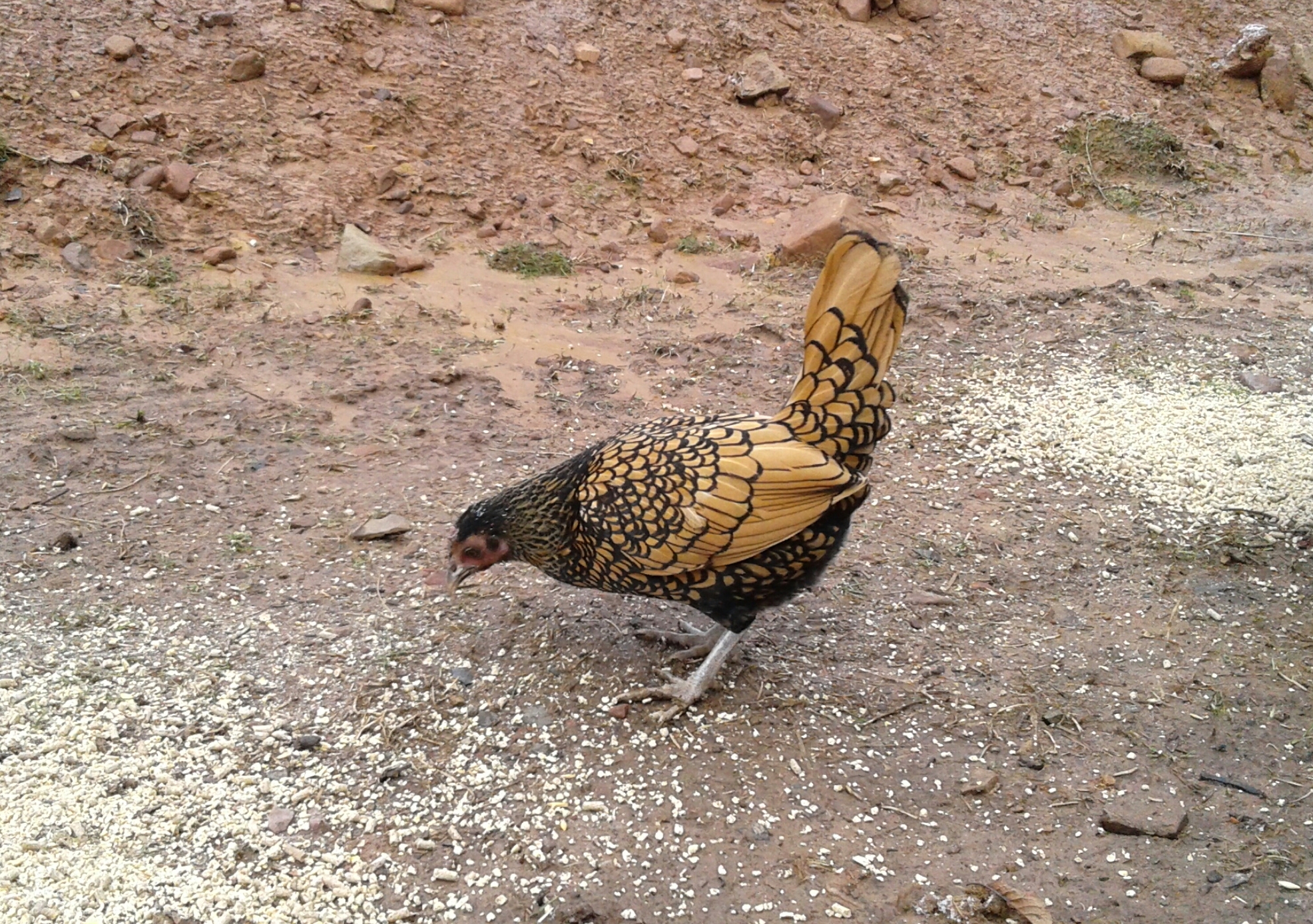 My wonderful Broody Seabright, "Mrs Fancy Pants"