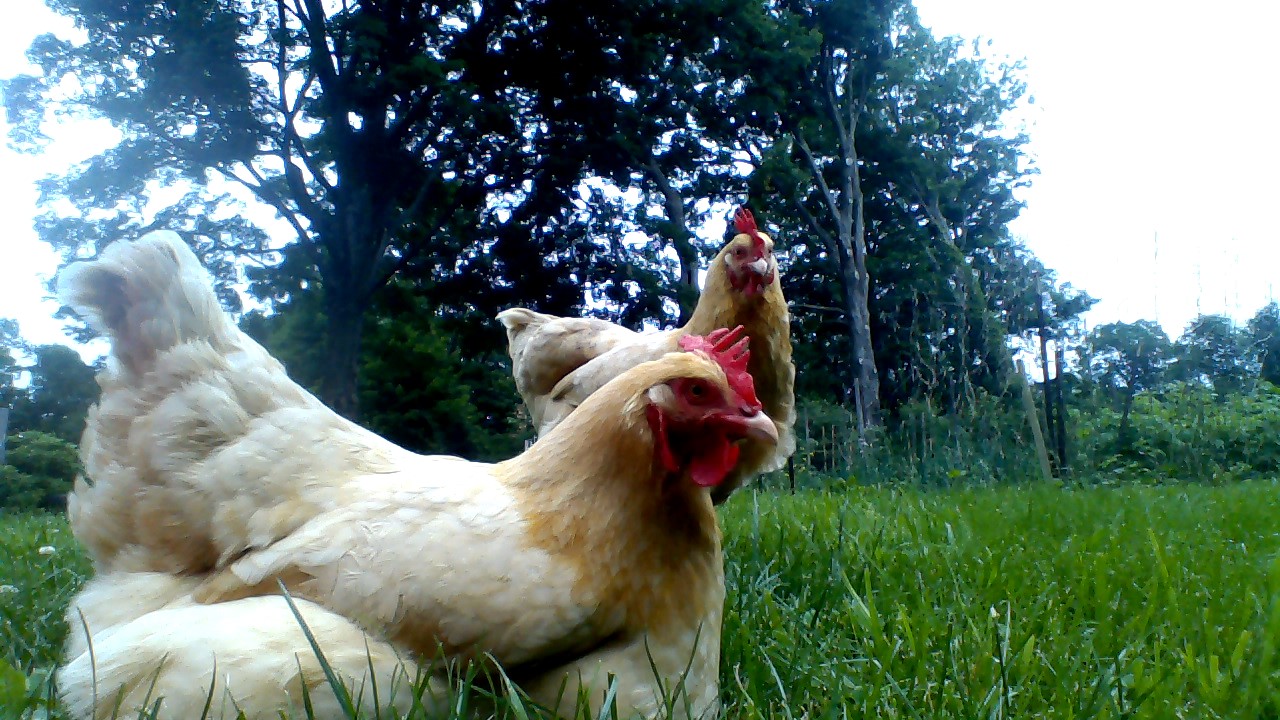 My wonderful Buff Orpingtons Jackson, and Goldie.