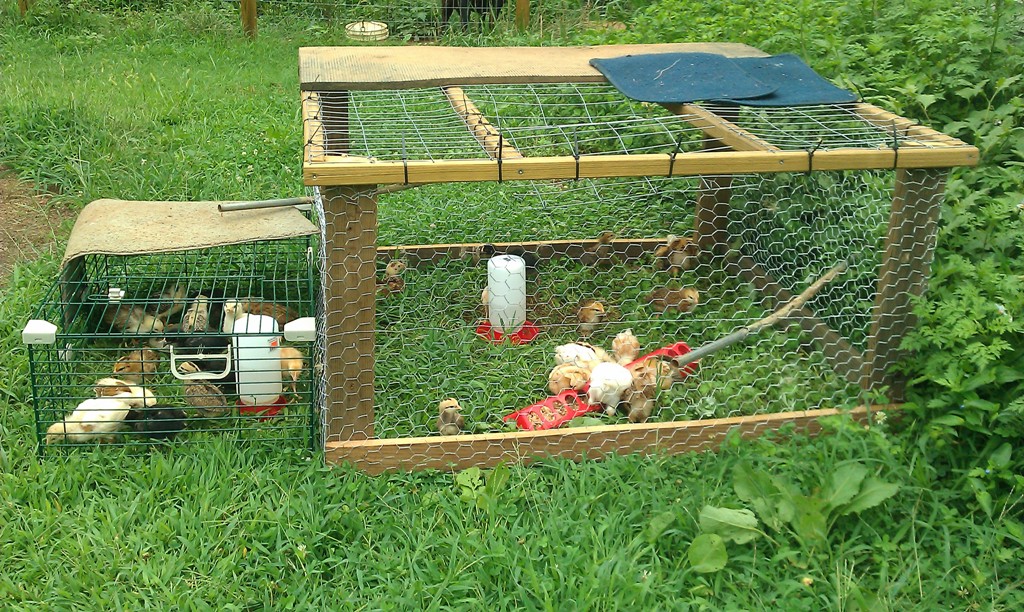 my wonderful husband put together this movable pen so that the babies could safely be outside in the grass!