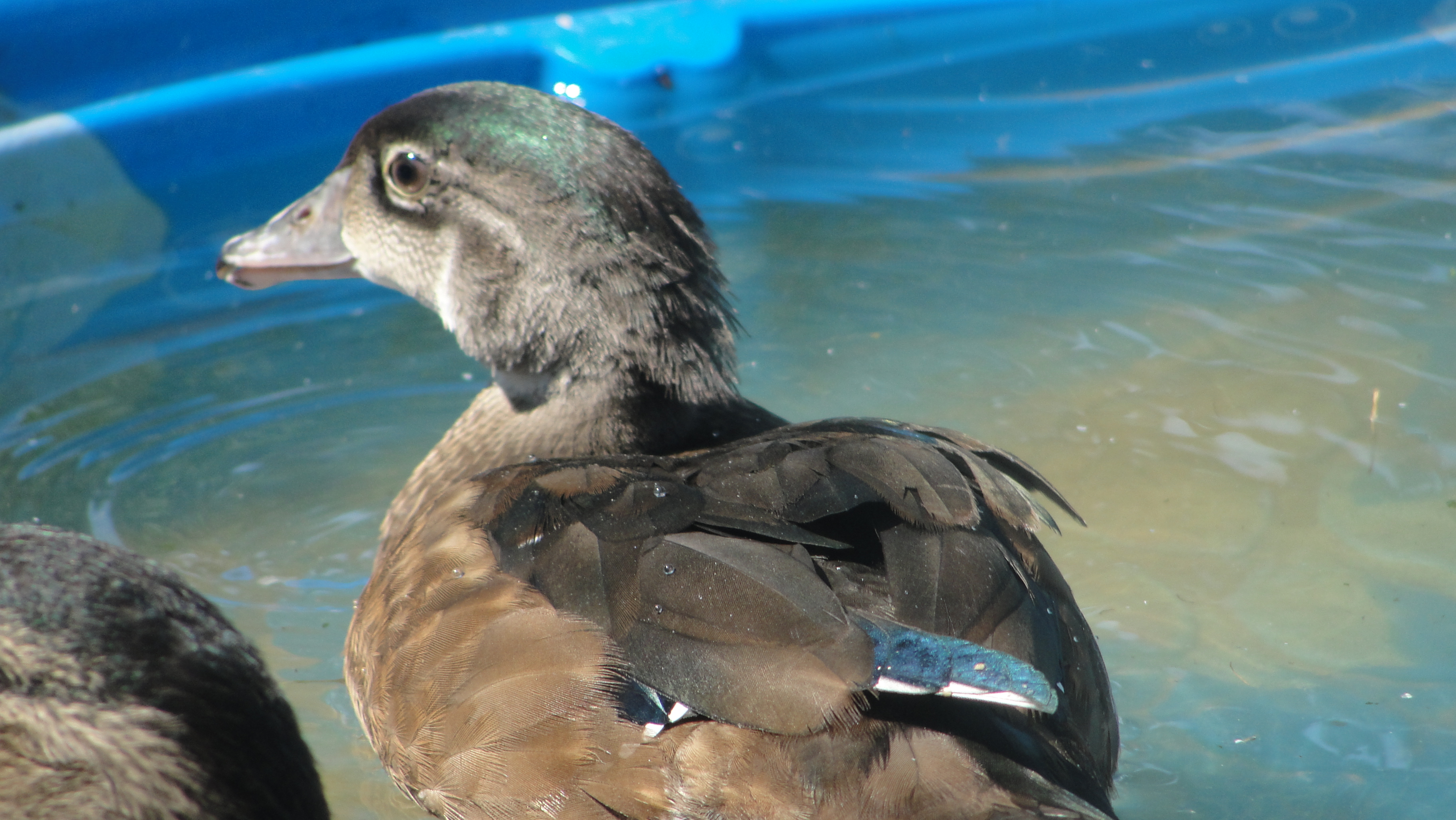 my wood duck that i hatched