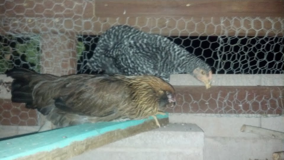 my young guys at night roosting outside the coop on the fence line. (Enclosed cage) The only portion of the cage that I need to redo with smaller wire. From the block wall fence to the top of the trellis.