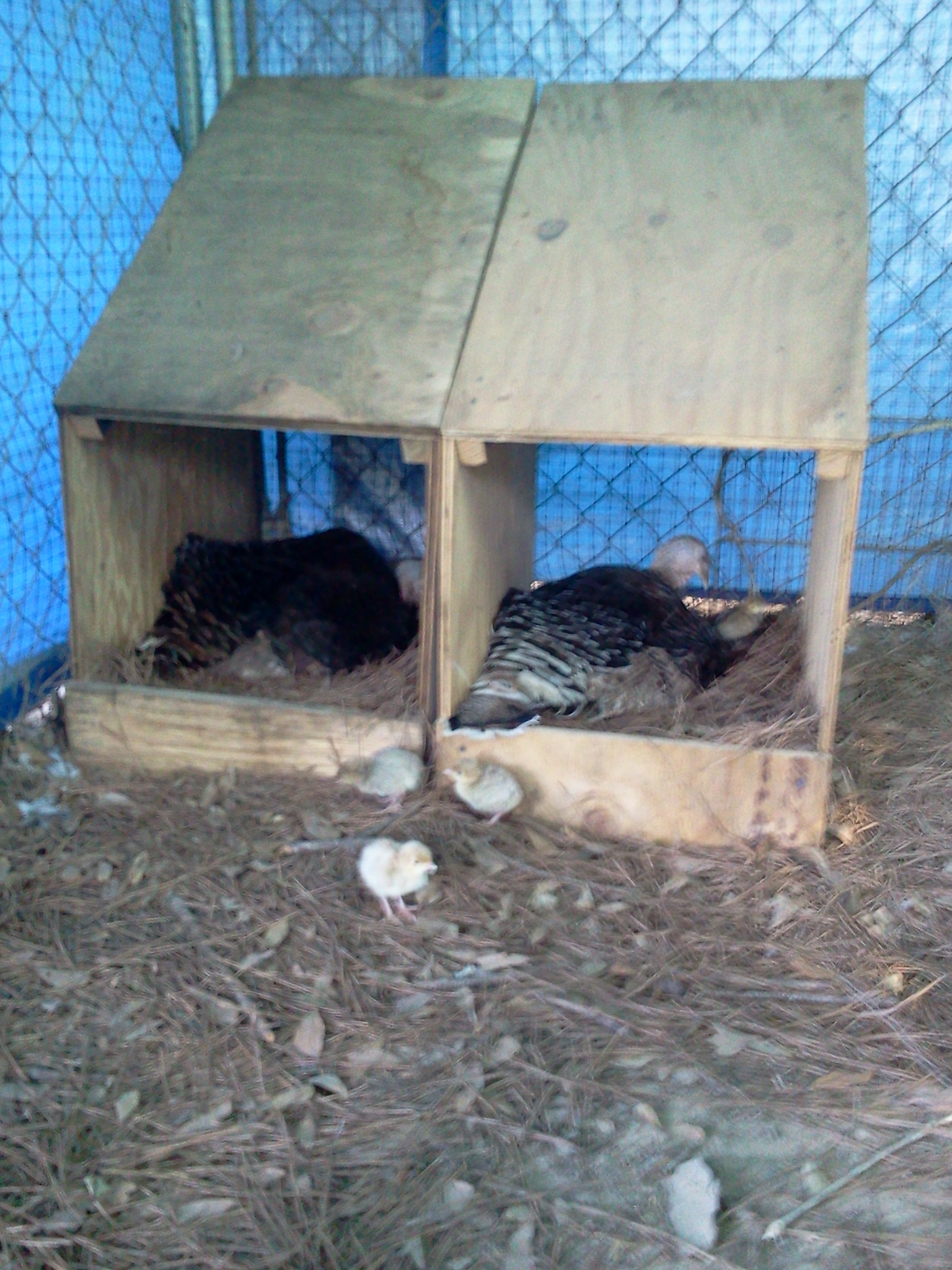 My young ladies setting (Jayne left-Maura right) Jayne hatching some of both eggs