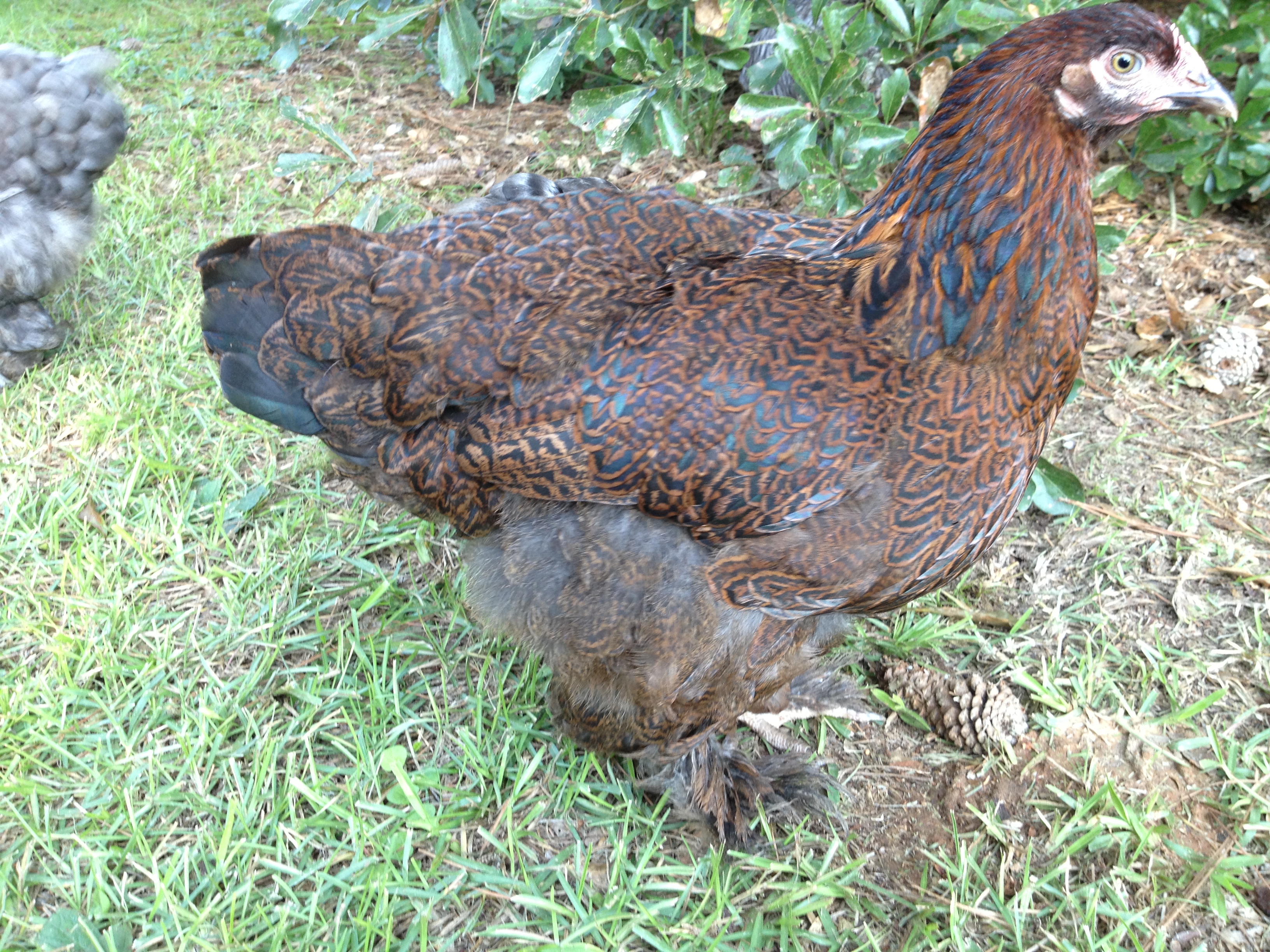 My young partridge cochin pullet, Hershey. Just looks at those feathers! Not only is her lacing lovely, but they even shine with a pretty green :)