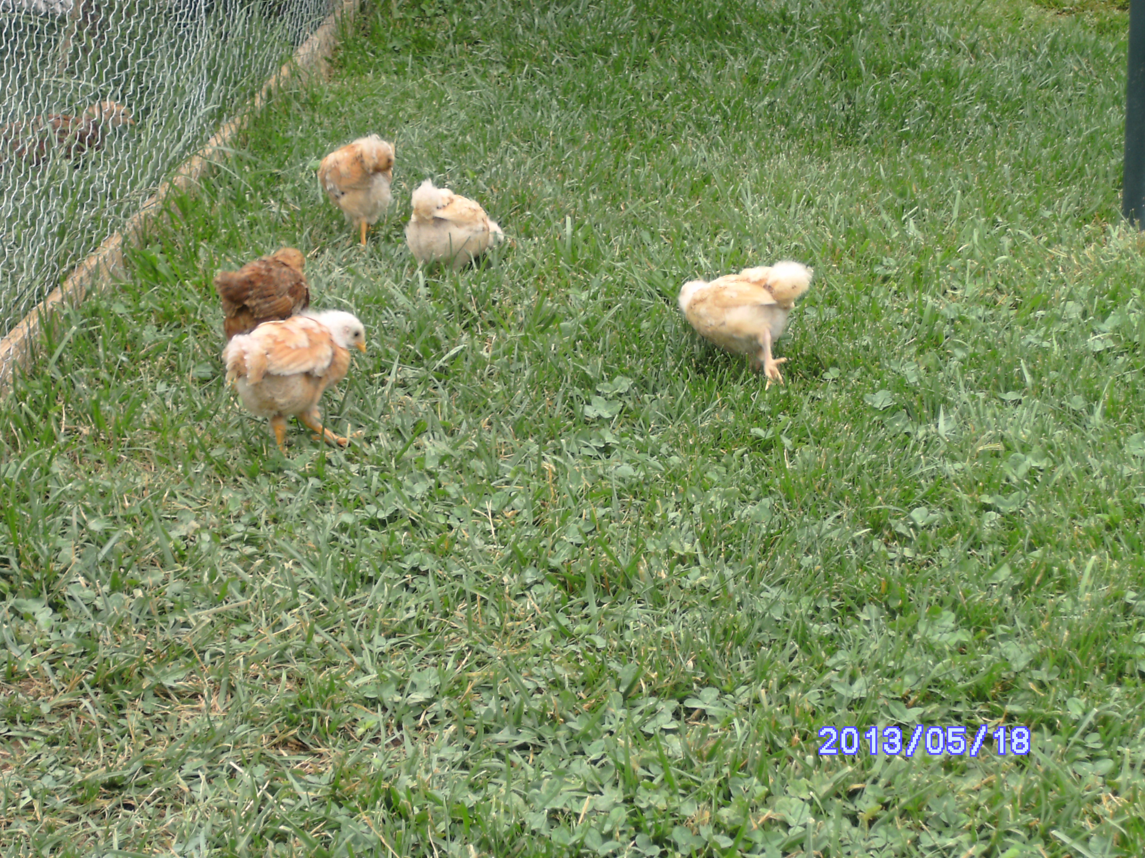 My Younger Hens