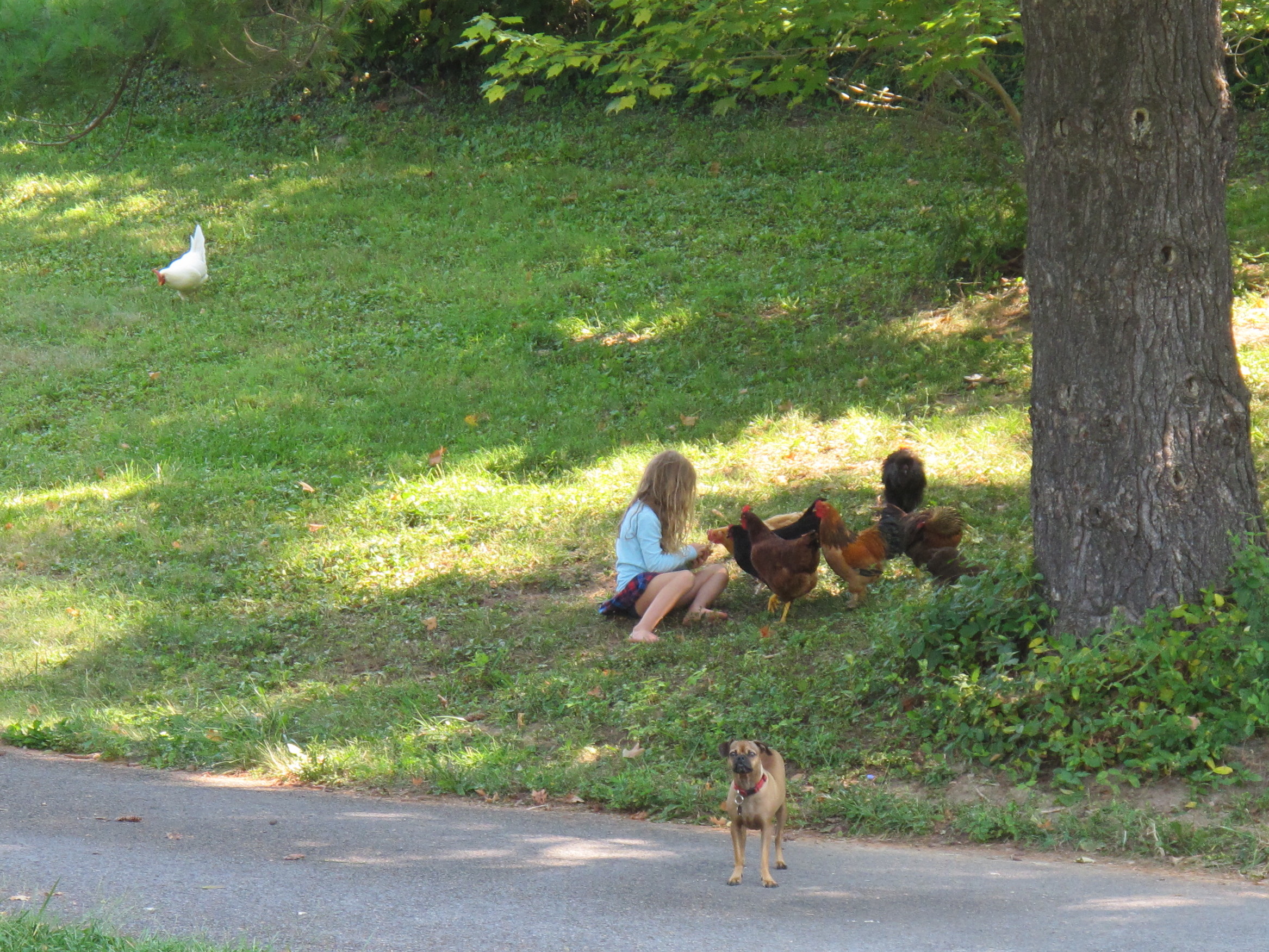 My youngest daughter playing with the chickens.