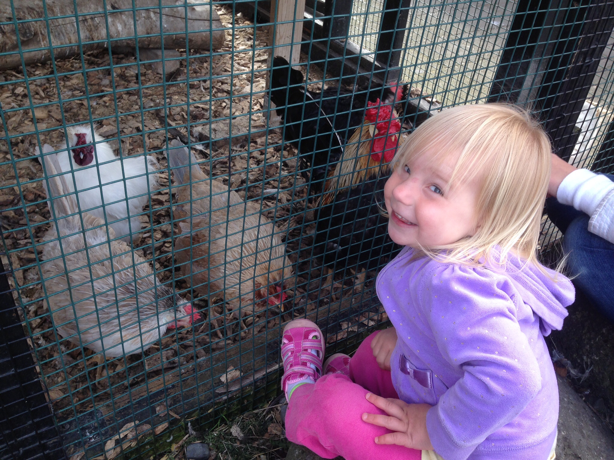 My youngest visiting with some chickens in Iceland.