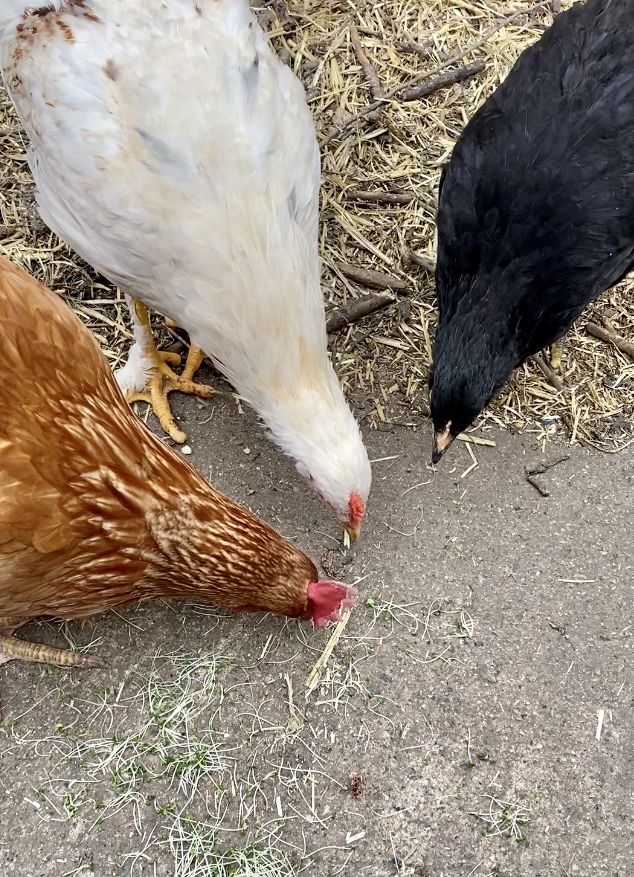 My3girls_take2.jpeg