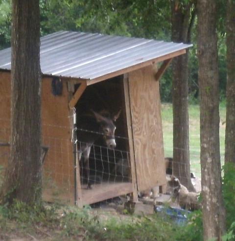 Myrtle in the does' house before foaling.