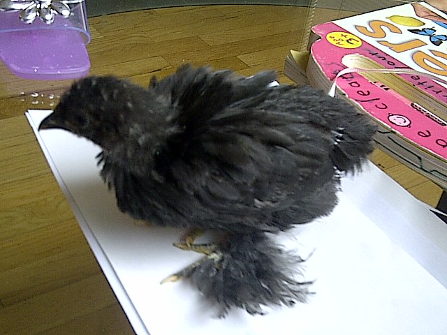 Mystery Bantam 4 weeks old.