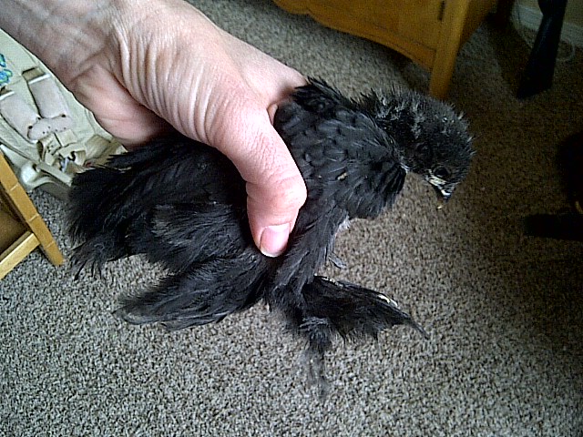 Mystery bantam has feathers that shoot off leg joint (by my thumb).