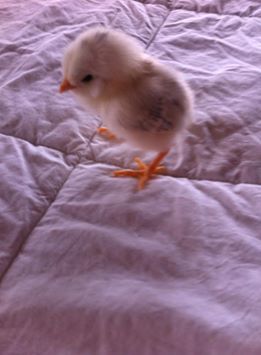 mystery bantam | BackYard Chickens - Learn How to Raise Chickens