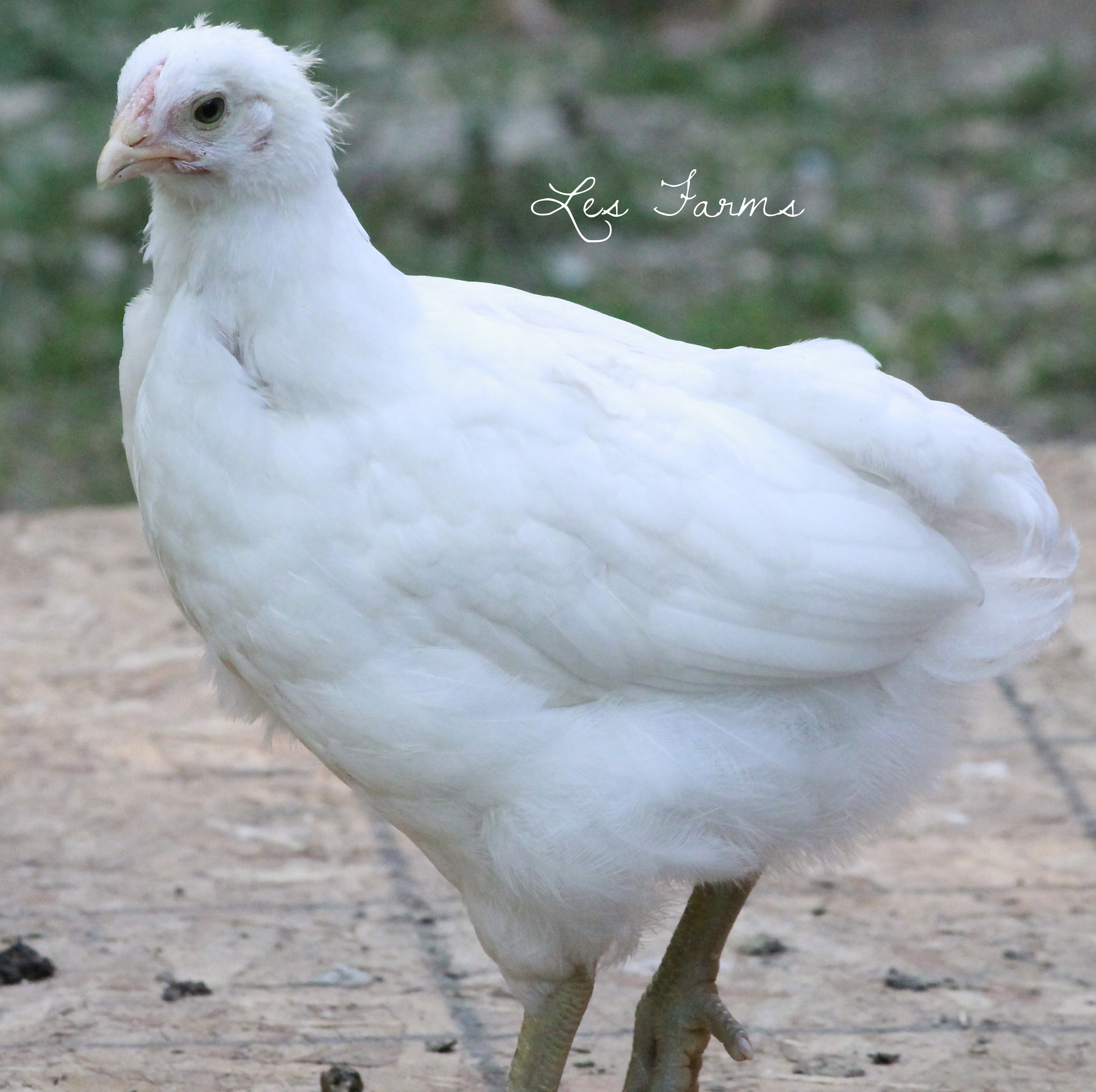 Mystery chick.. 8 weeks. Sold to me as an EE - has a rose or cushion comb and green legs.. Hmm...