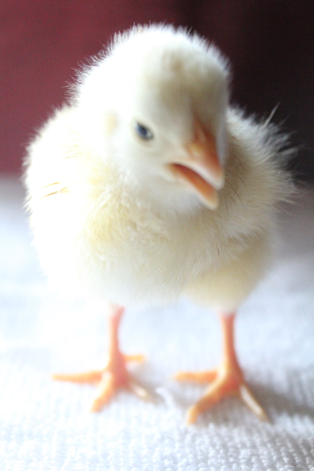 Mystery Chick from hatching egg from McMurray Hatchery, 4-days old  (suspect it is White Rock)