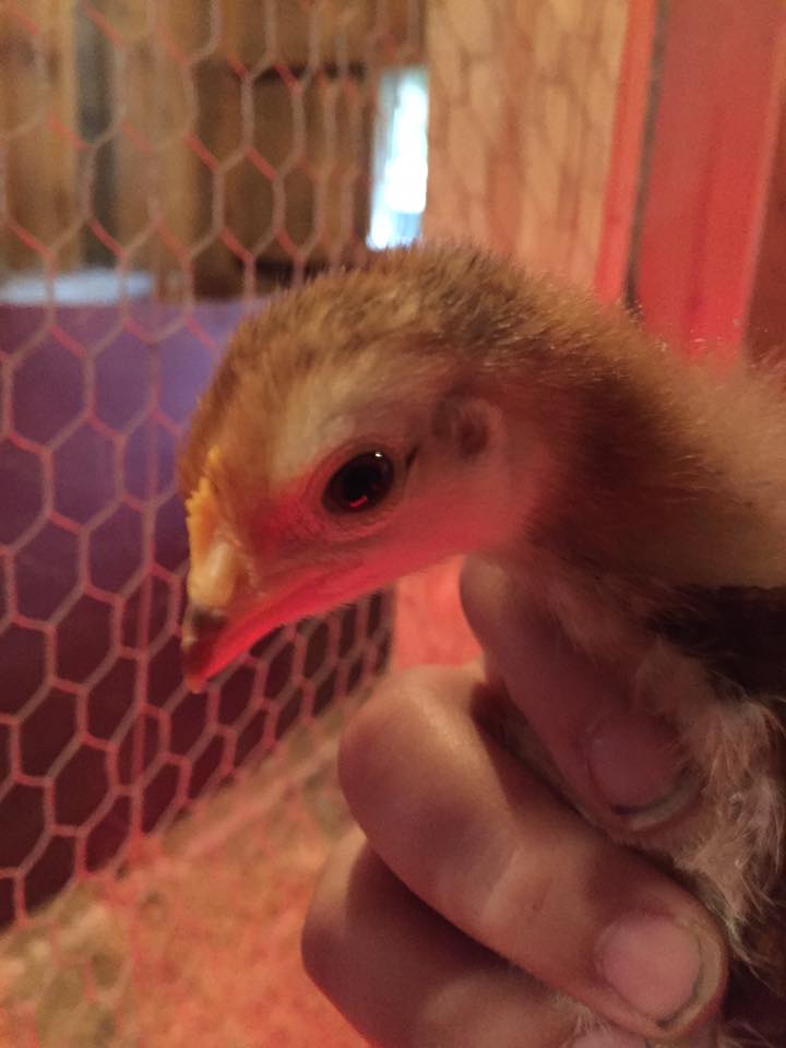 Mystery Chick - Rhode Island Red? - 2 Weeks