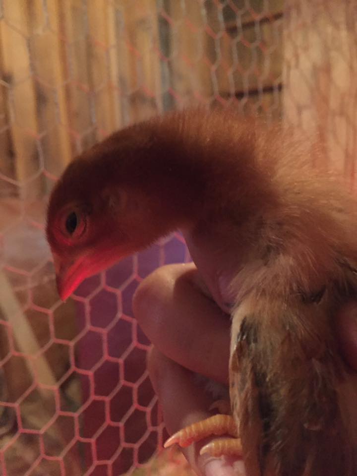 Mystery Chick - Rhode Island Red? - 2 Weeks