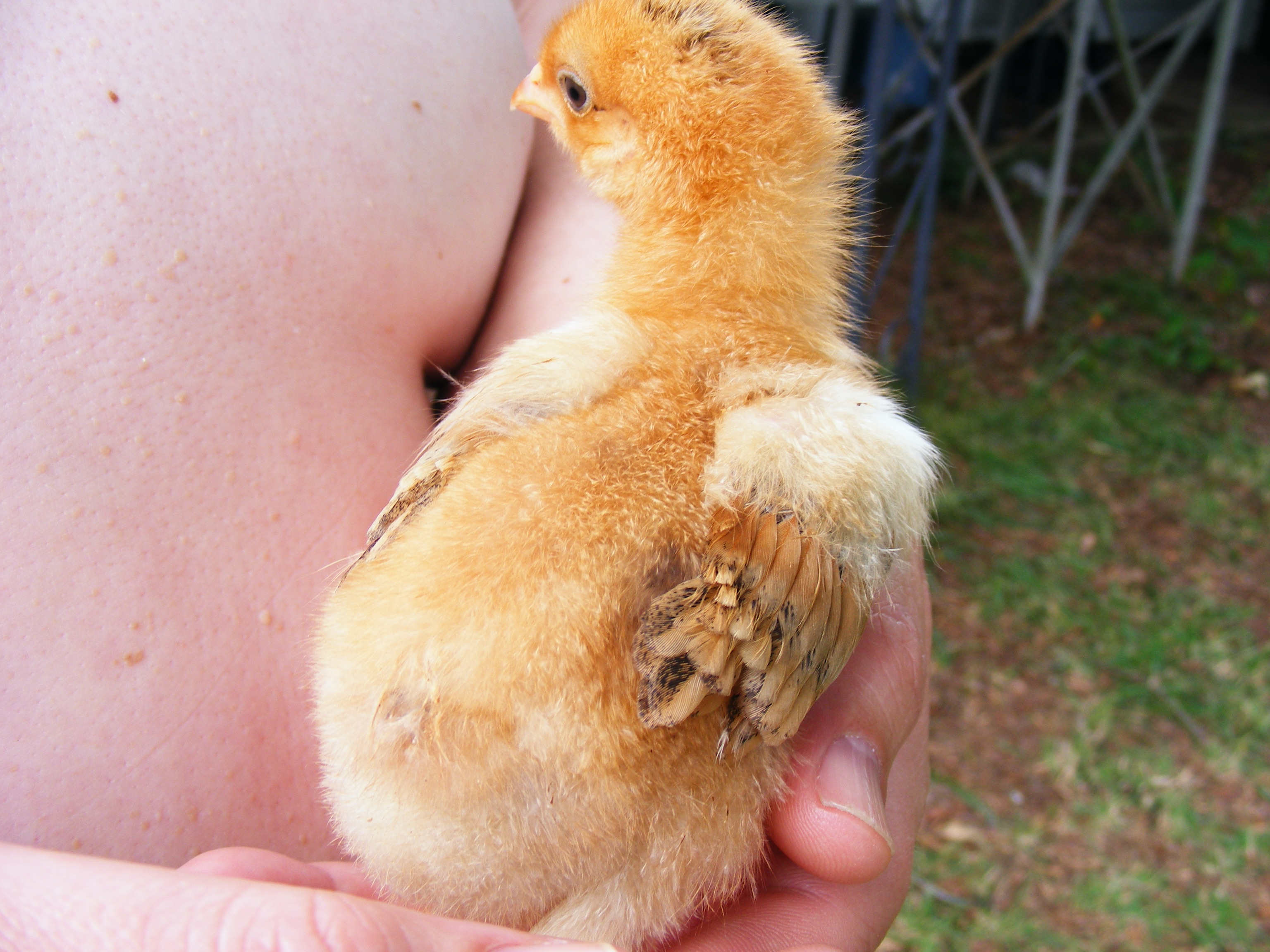 Mystery Chick
