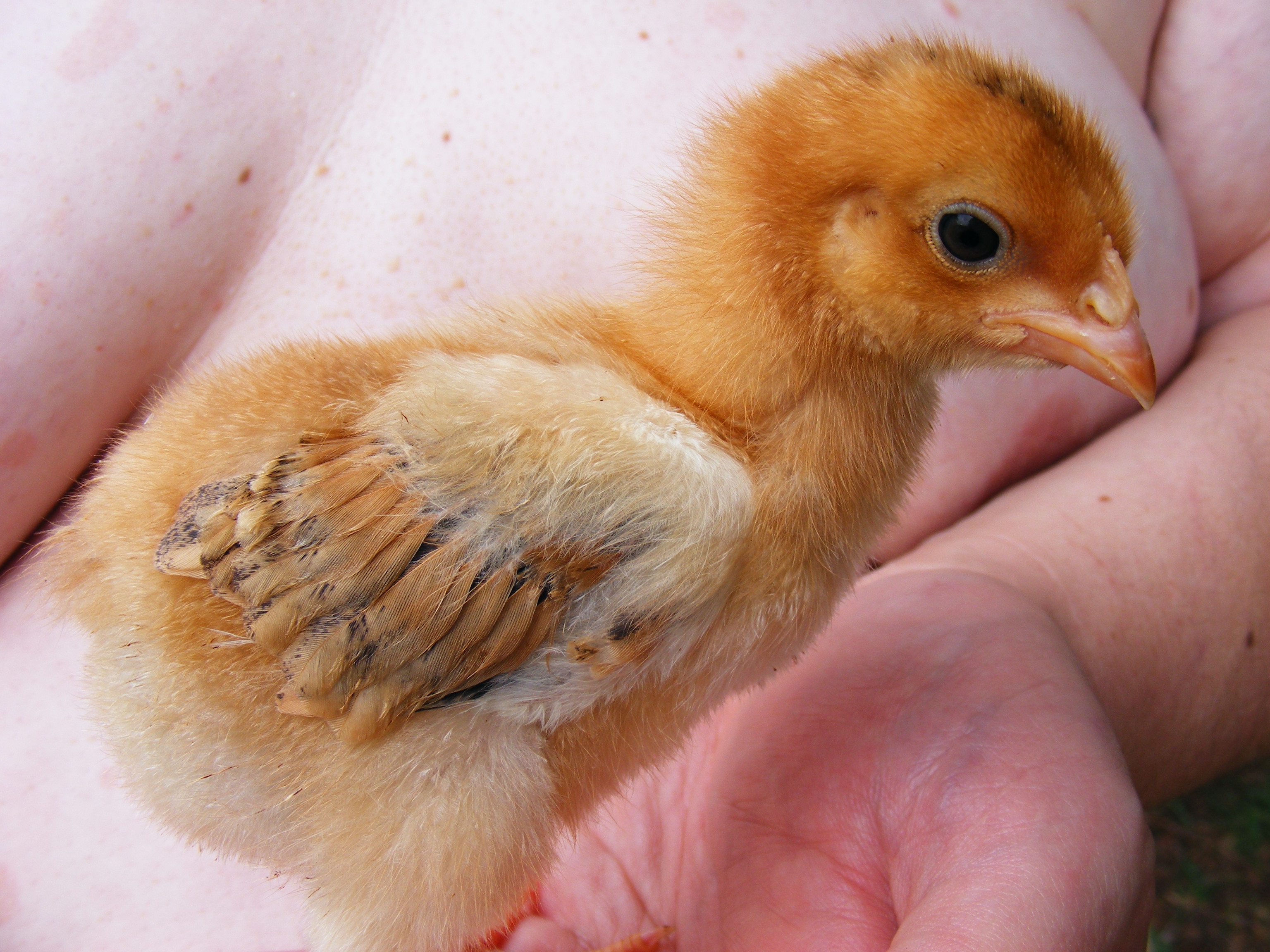 Mystery Chick