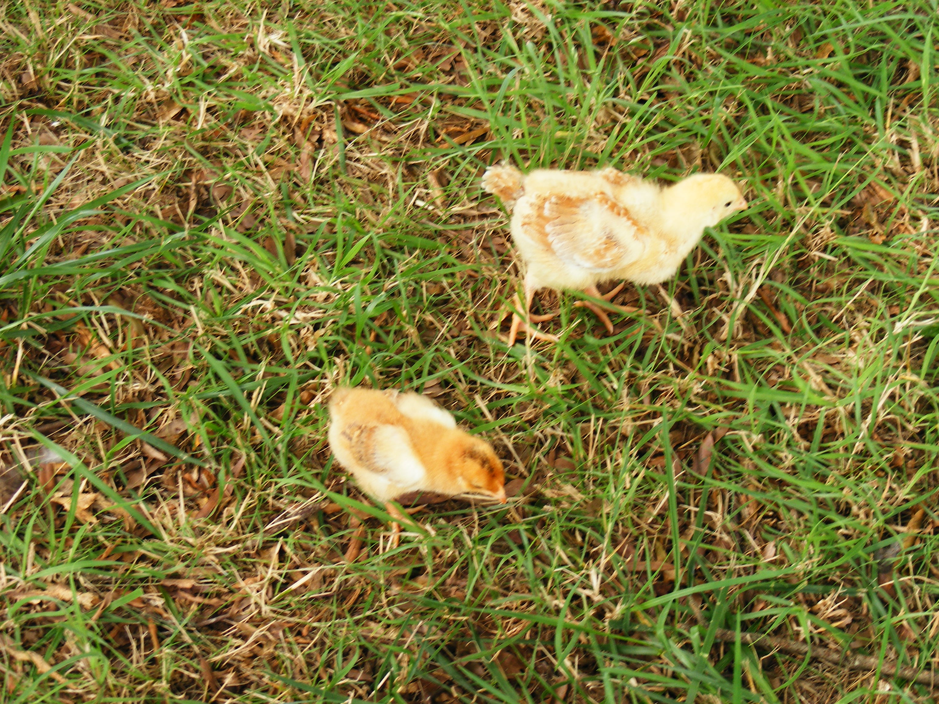 Mystery Chick