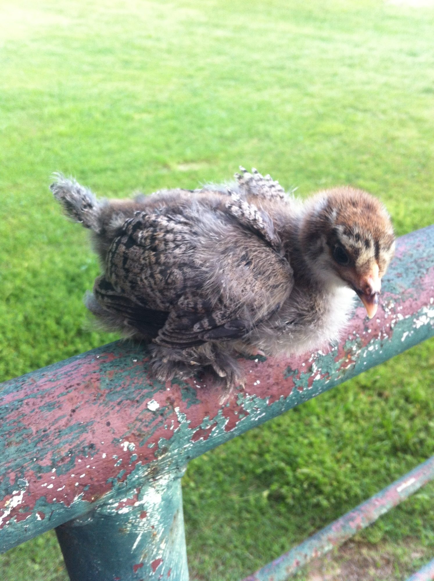 Mystery chick?