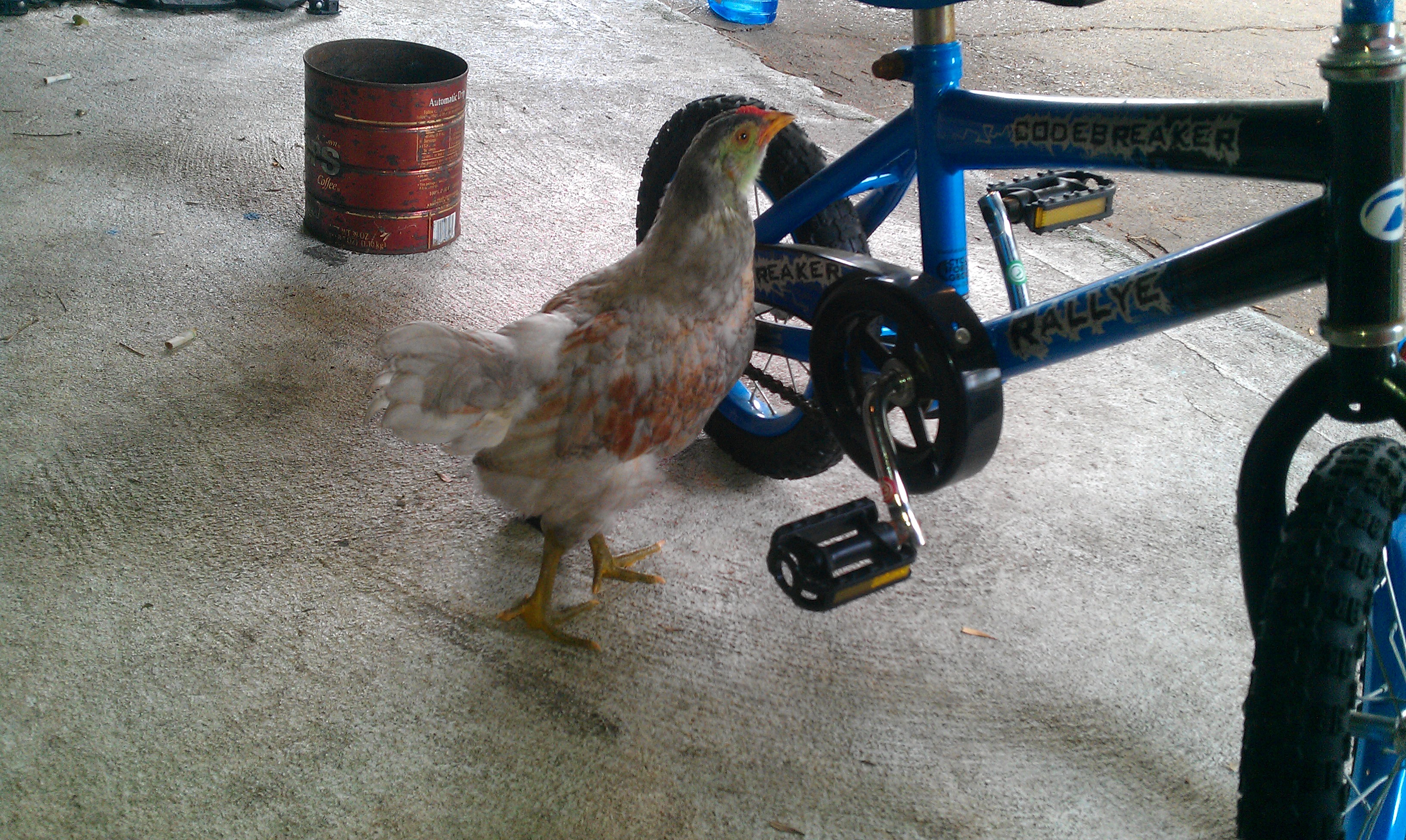 Mystery Chicken...Anyone know what kind of breed this is or if it's a roo or a hen? She's about 5 months old