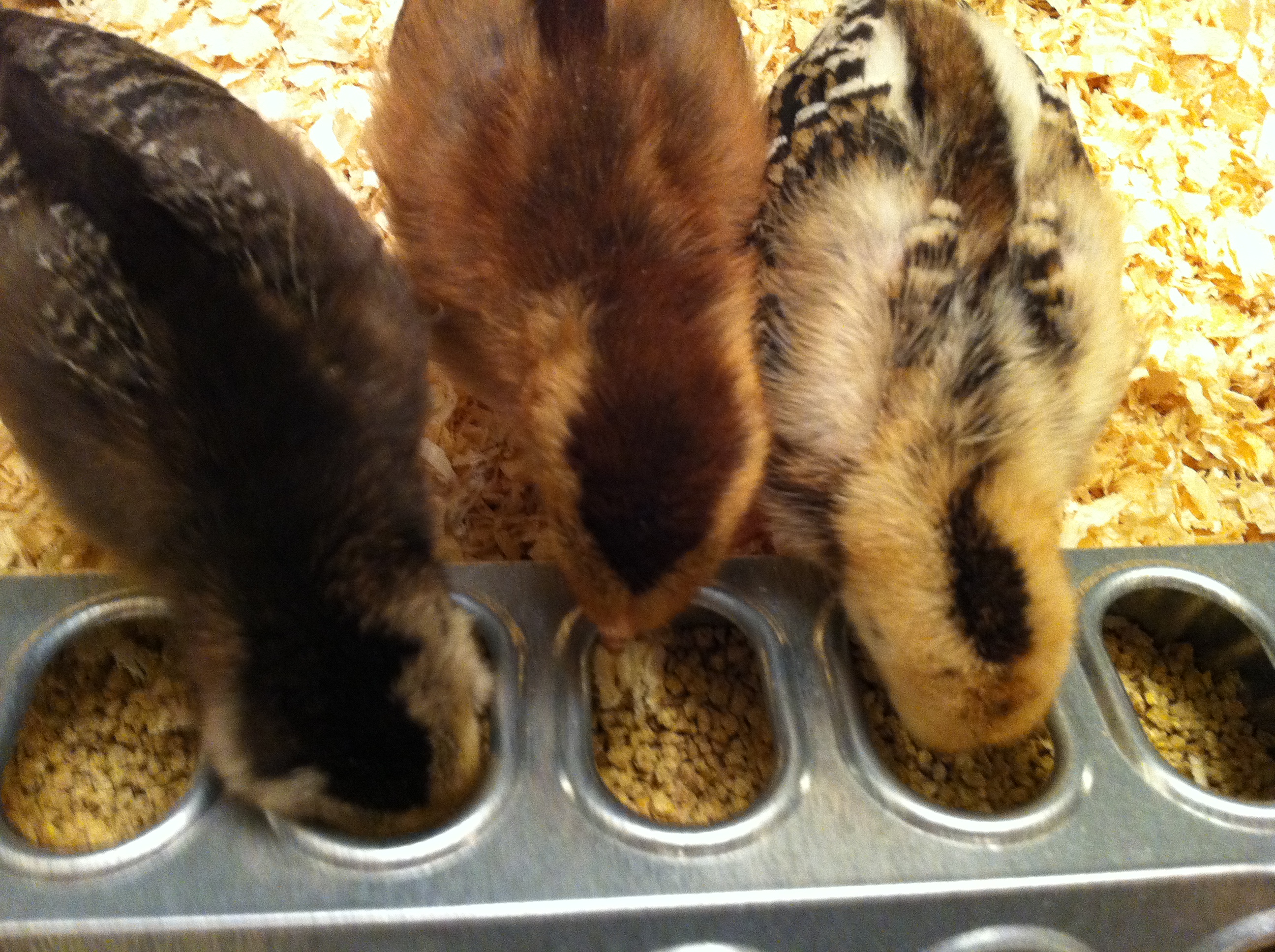 Mystery chicks and the Welsummer?