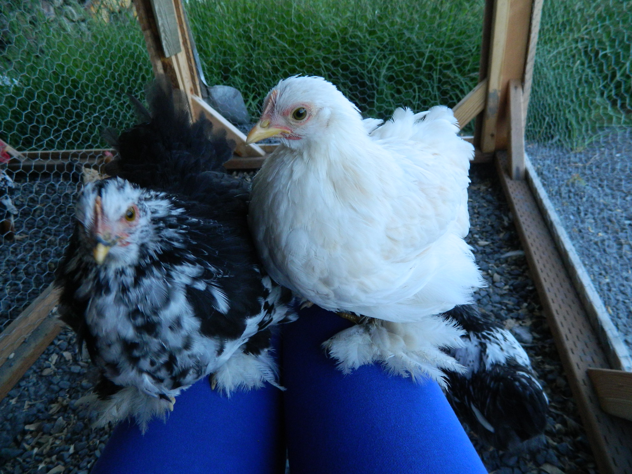 Mystery color pullet. Cream colored base with light buff splashes.