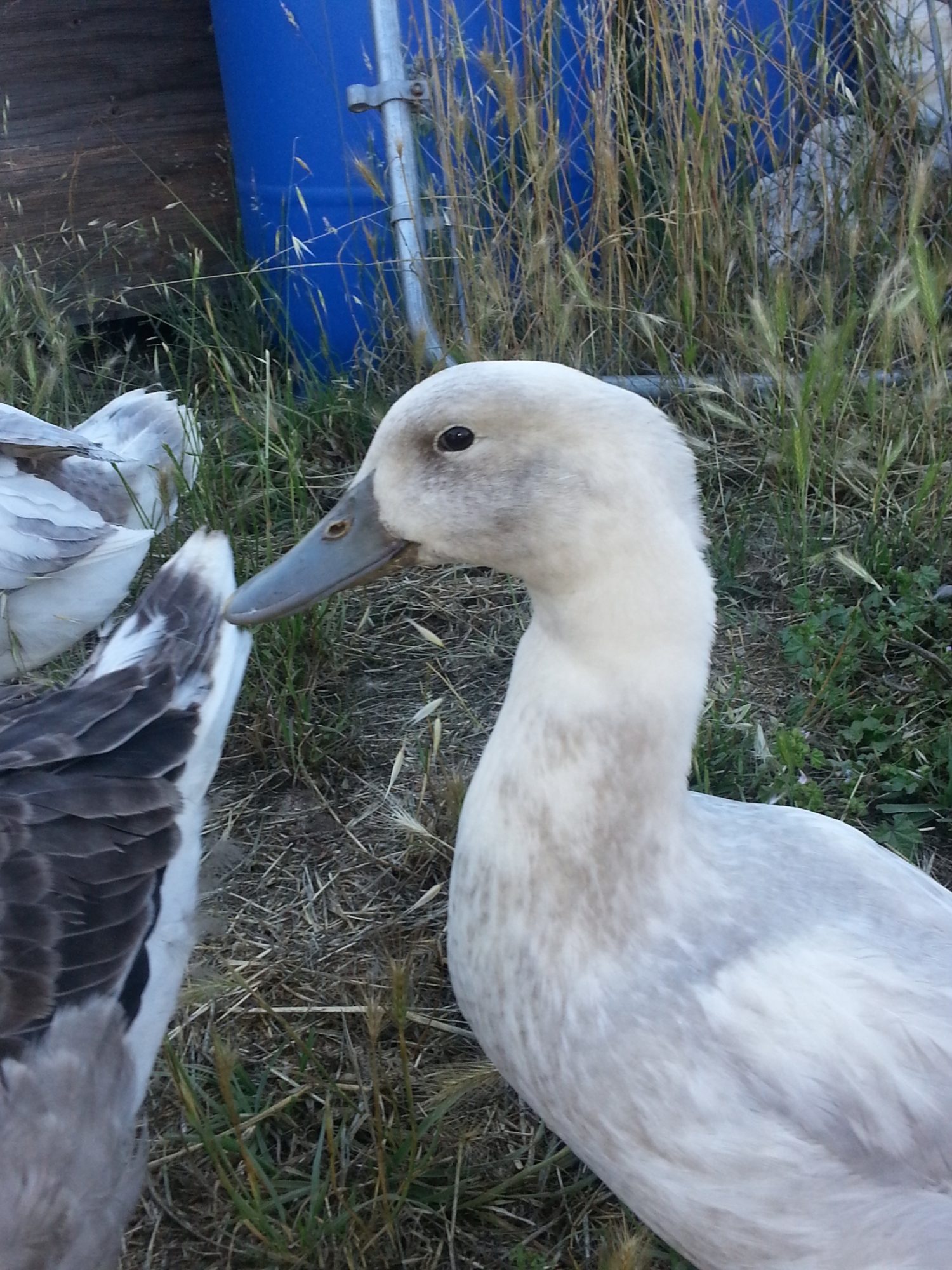 Mystery duck. He is part Blue Swedish, but no idea who else. He was the most beautiful growing up, and had I known he was a boy, he would have been handled much more to be a house duck. Oh, well, live and learn.