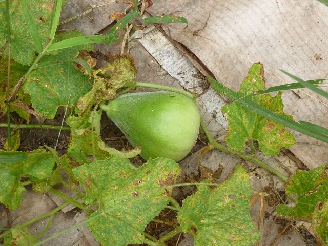 mystery fruit
