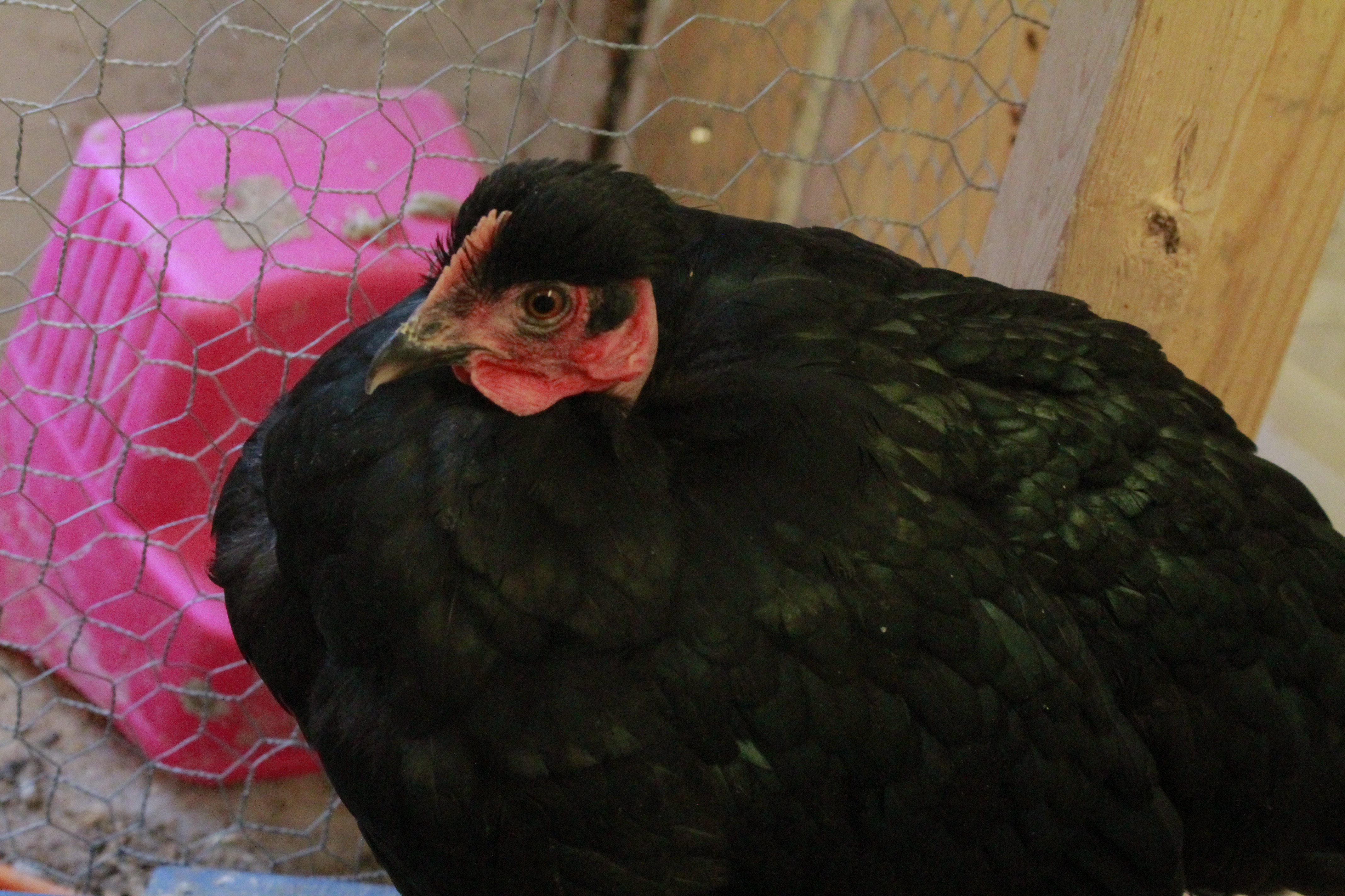 Naked Neck pullet