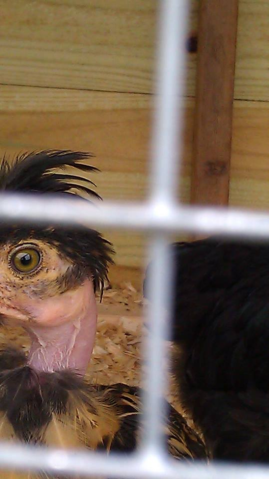 *
Naked Necked/Polish chick