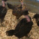 Naked Necked/Polish chicks