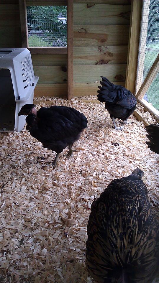 *
Naked Necked/polish chicks