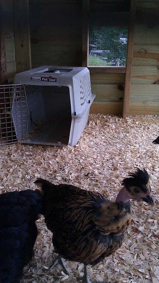 *
Naked Necked/Polish chicks