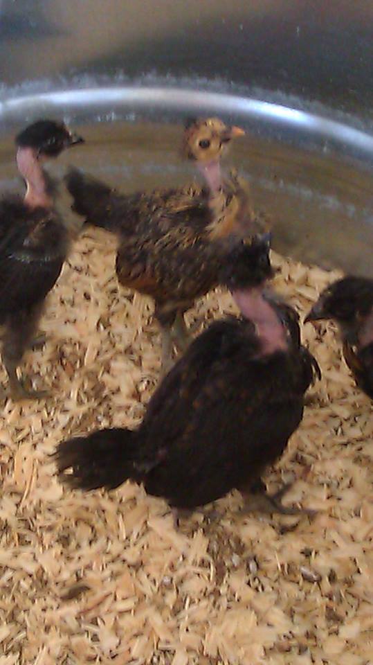 *
Naked Necked/Polish chicks