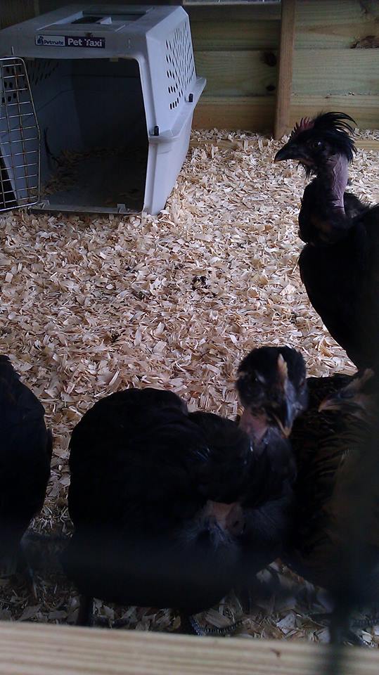 *
Naked Necked/Polish chicks