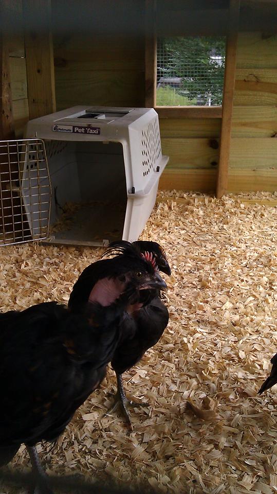 *
Naked necked/Polish chicks