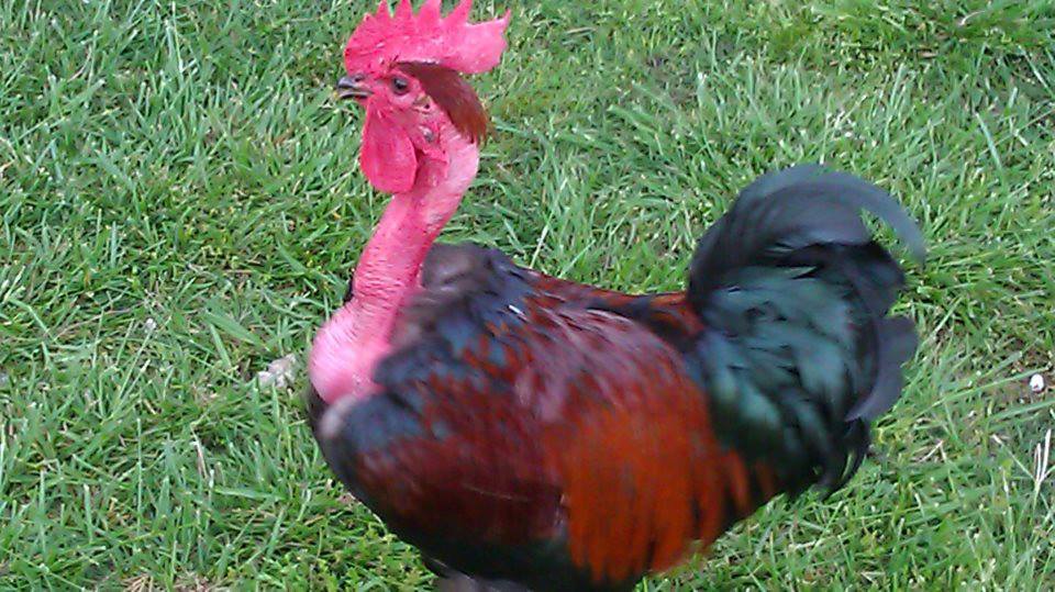 *
Naked Necked rooster