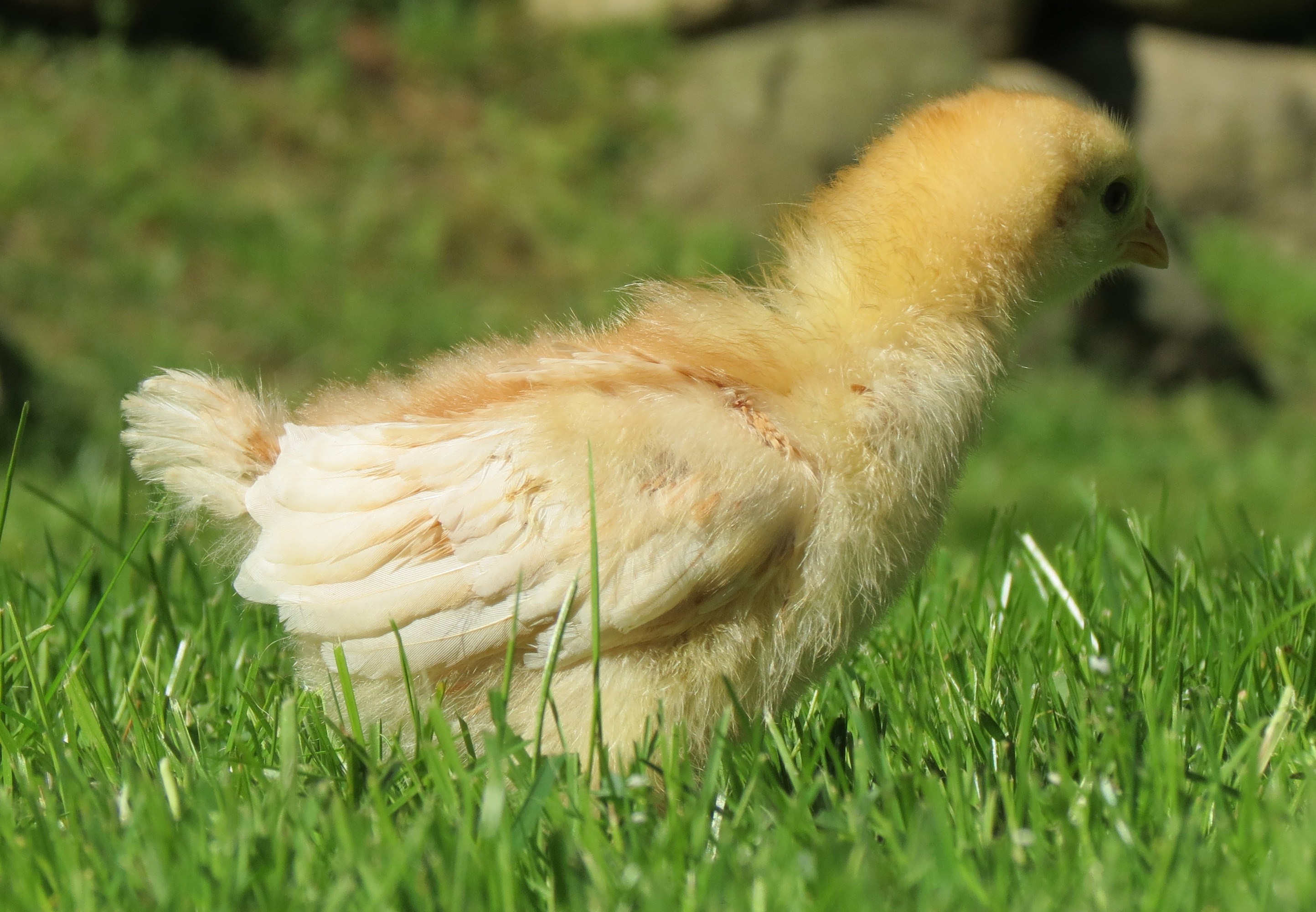 Nala at 2 weeks - my mystery chick (she will be a brown egg-layer according to MyPetChicken)