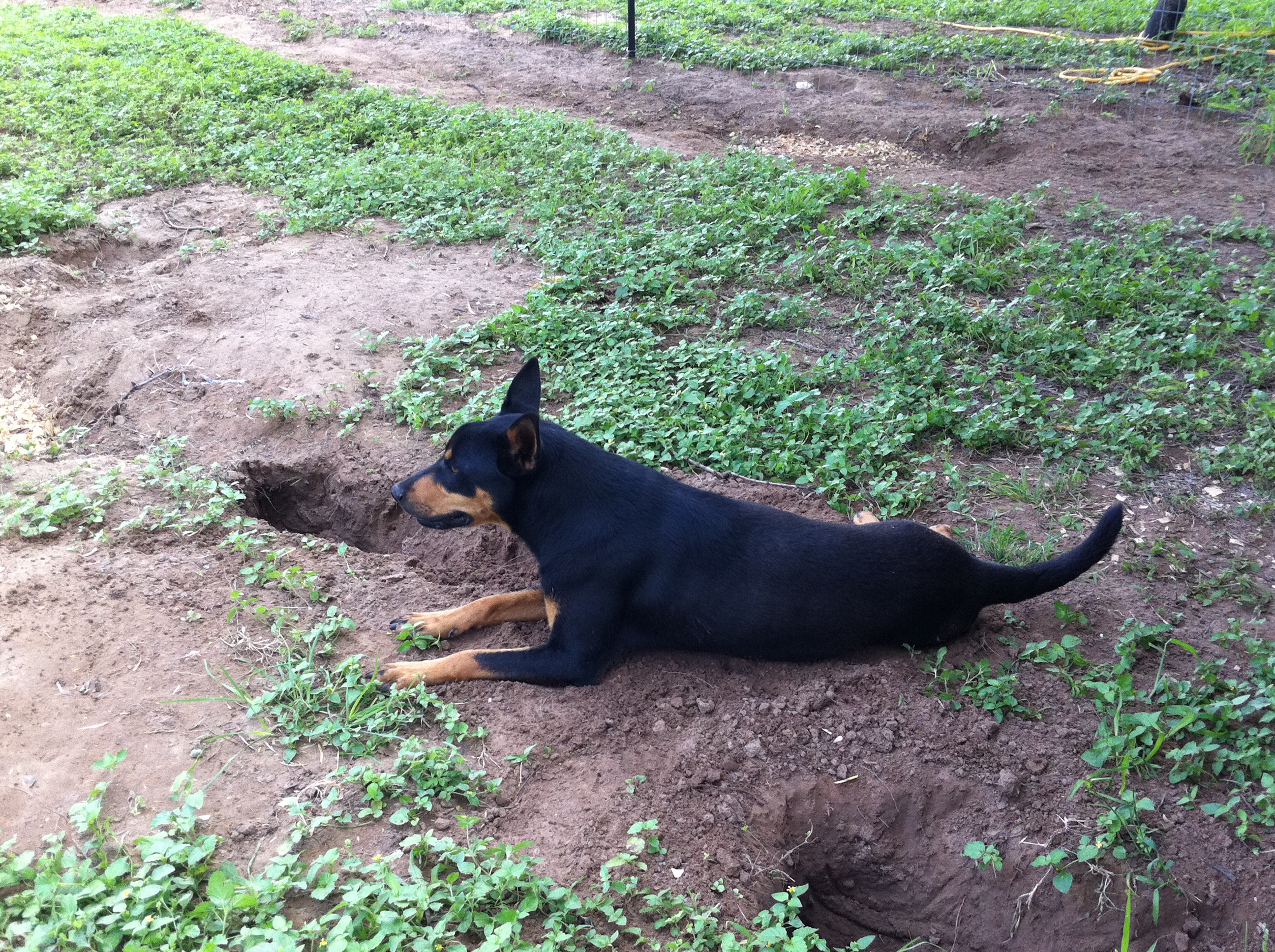 Nala is already protective. she would growl at the other dogs when they got to close to her chicks;)