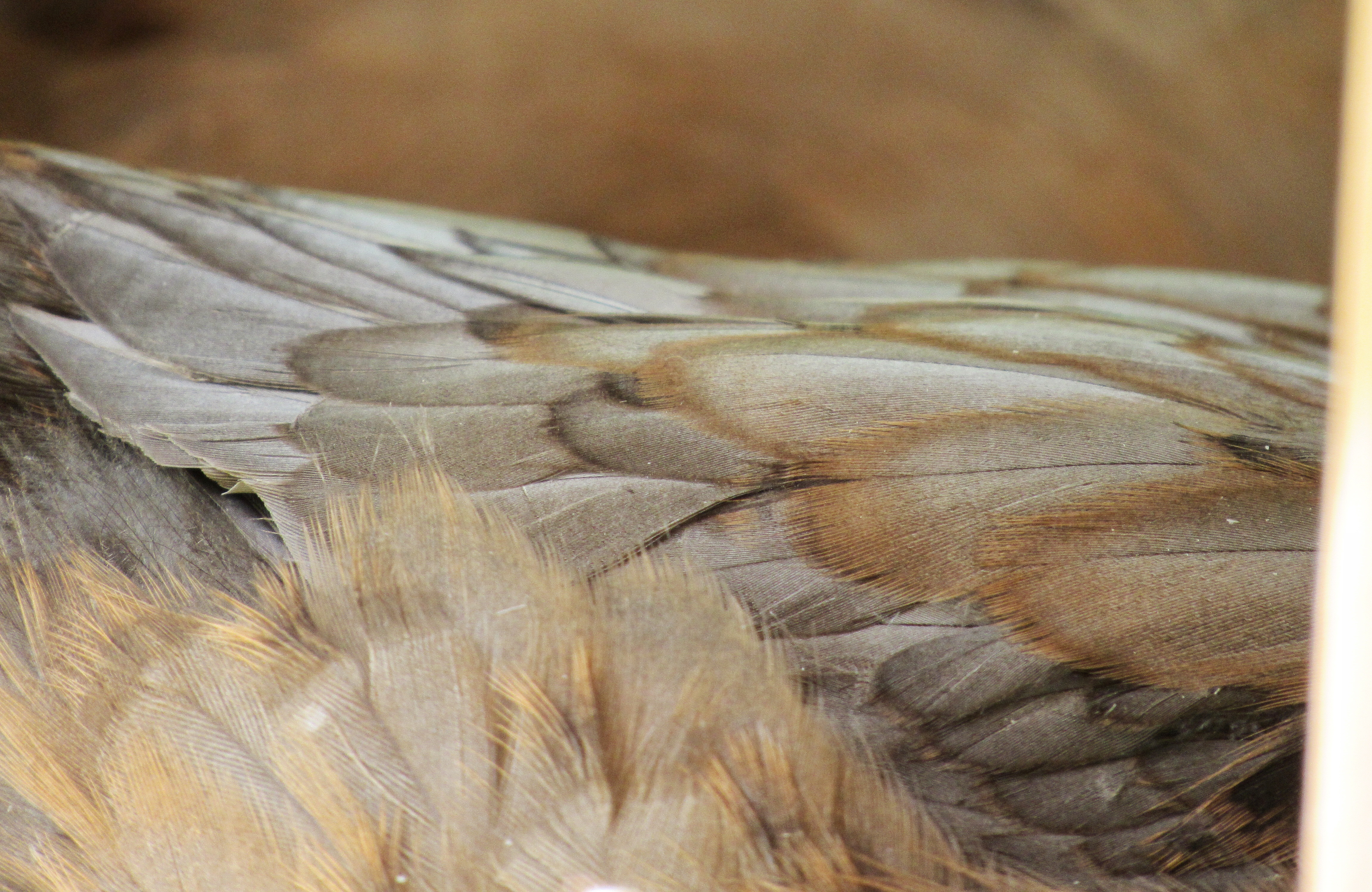 Nalu’s Feathers