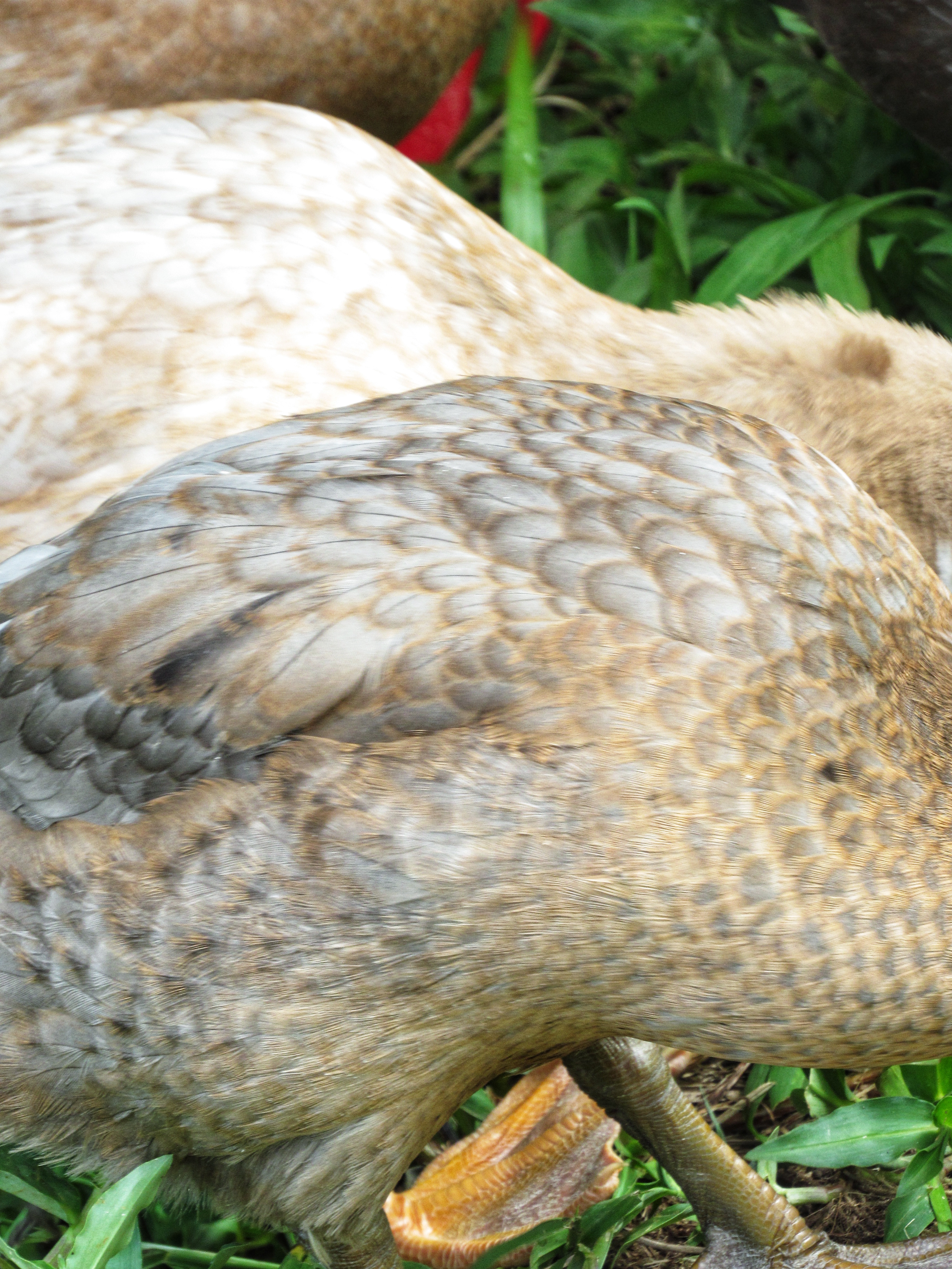 Nalu’s Side Feathers