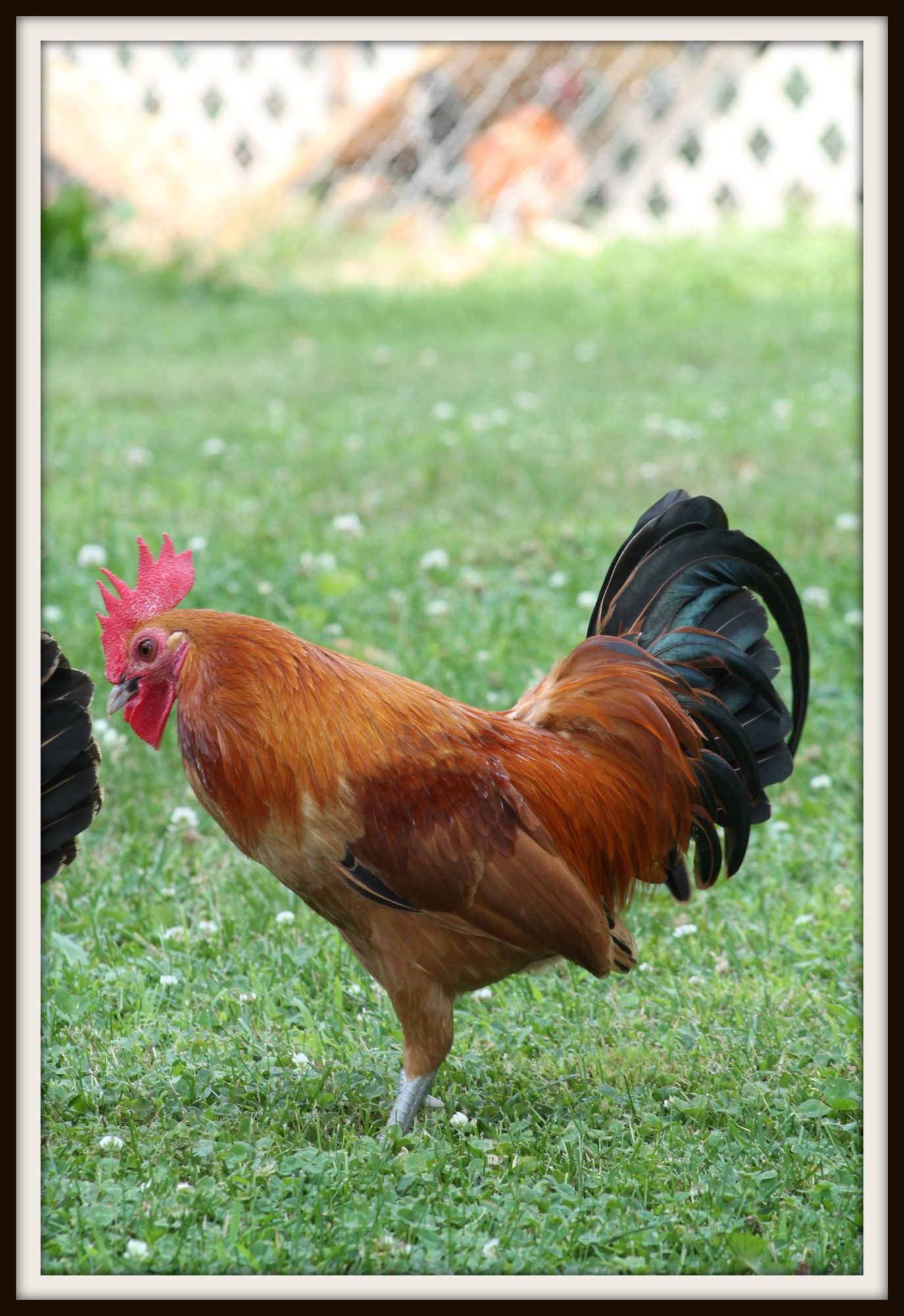Nankin Cock