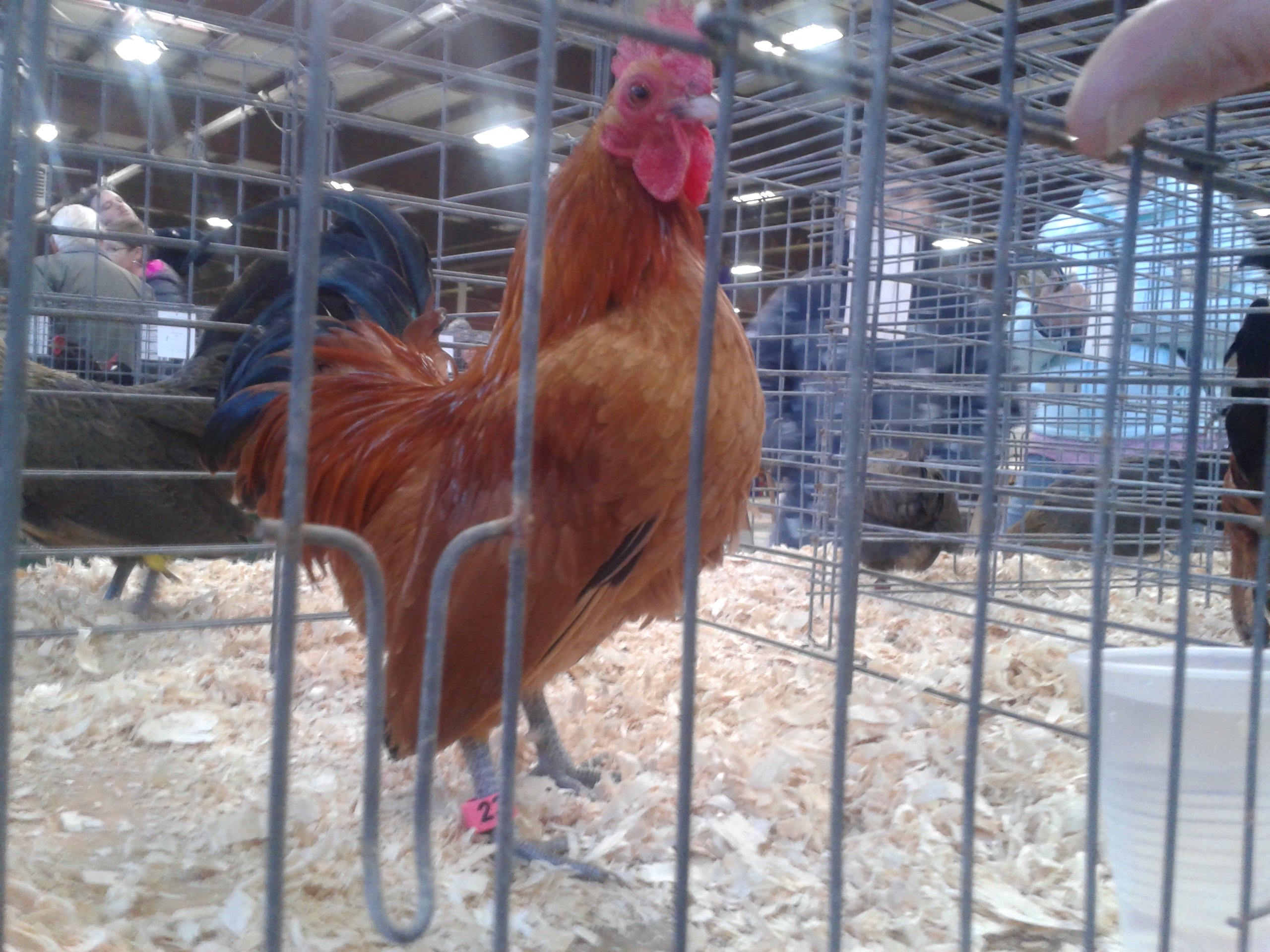 Nankin cockrel being baited into posing with owner's fingers