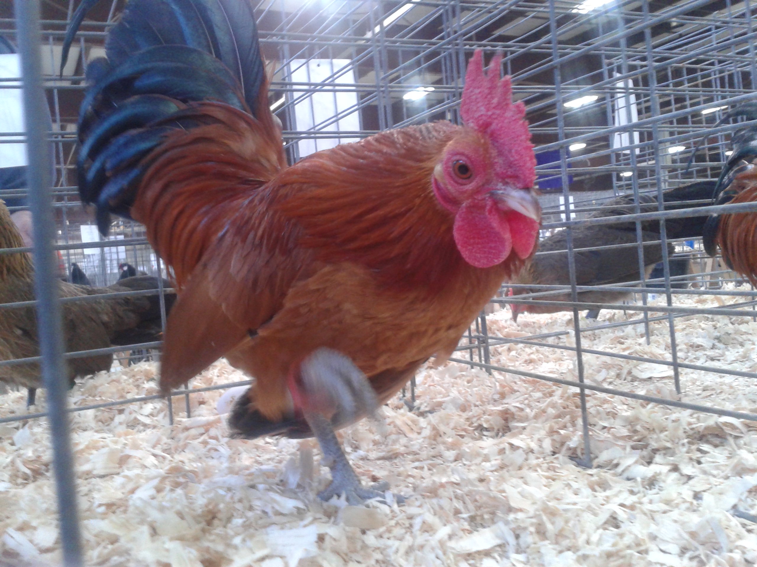 Nankin cockrel that didn't want to pose for me