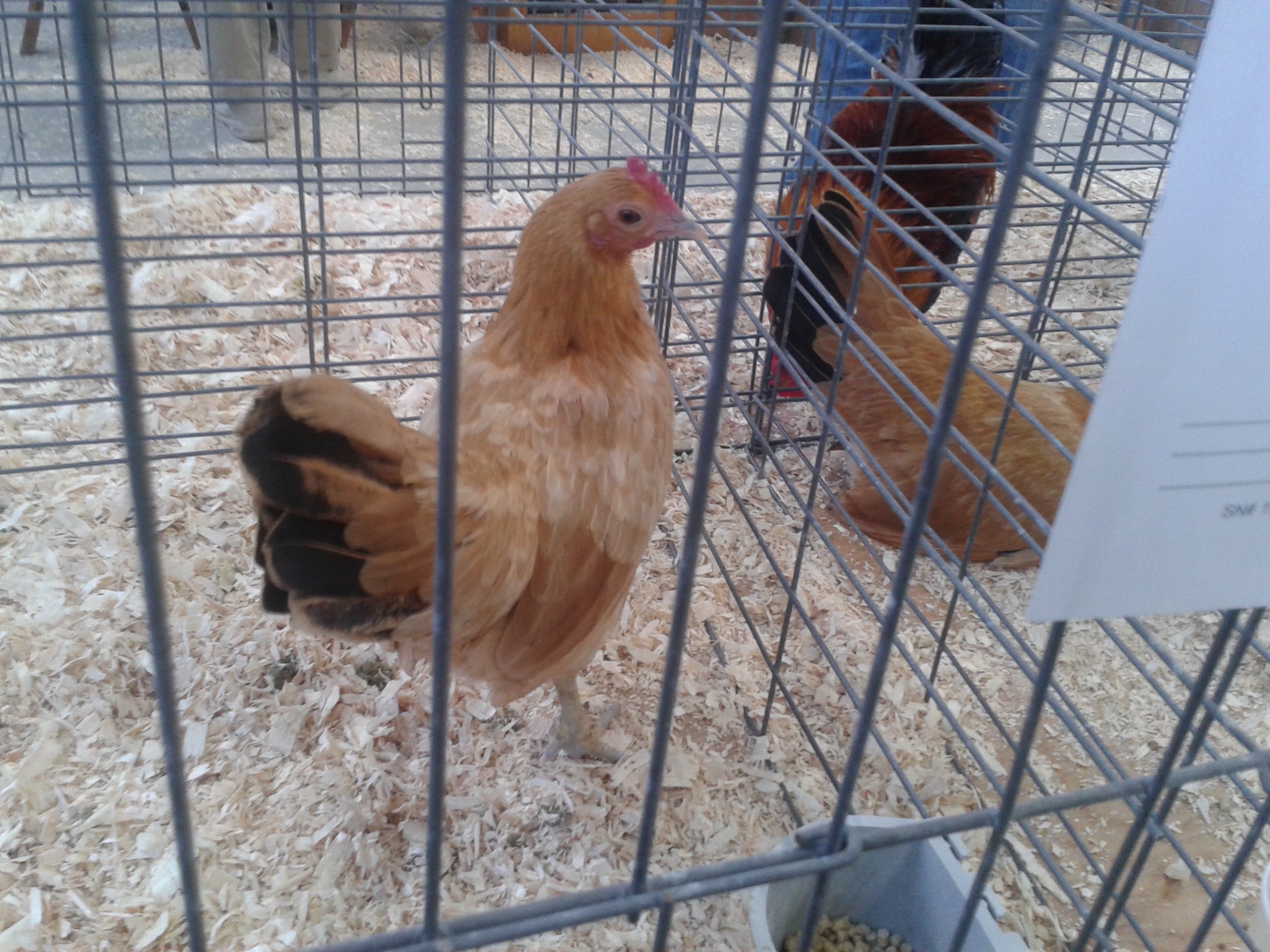 Nankin pullet
