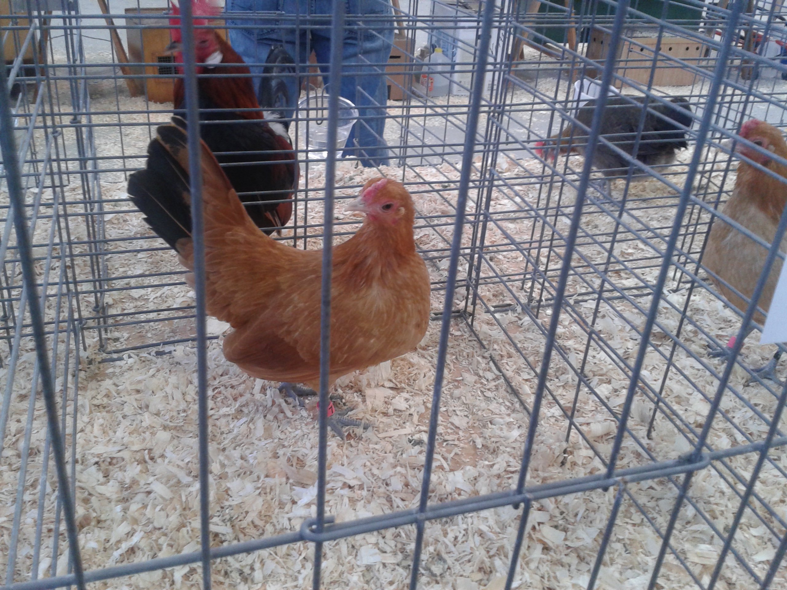 Nankin pullet