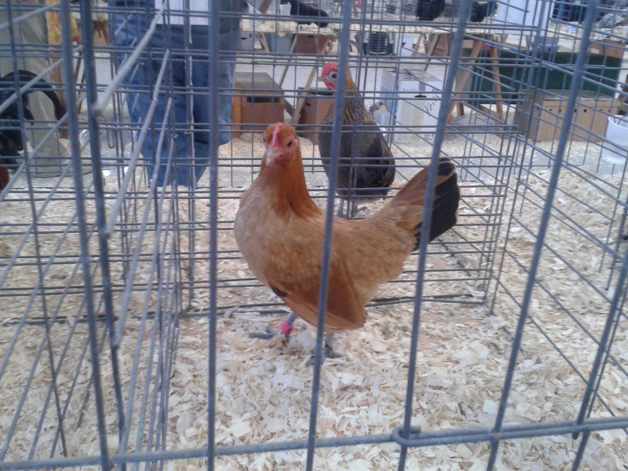 Nankin pullet