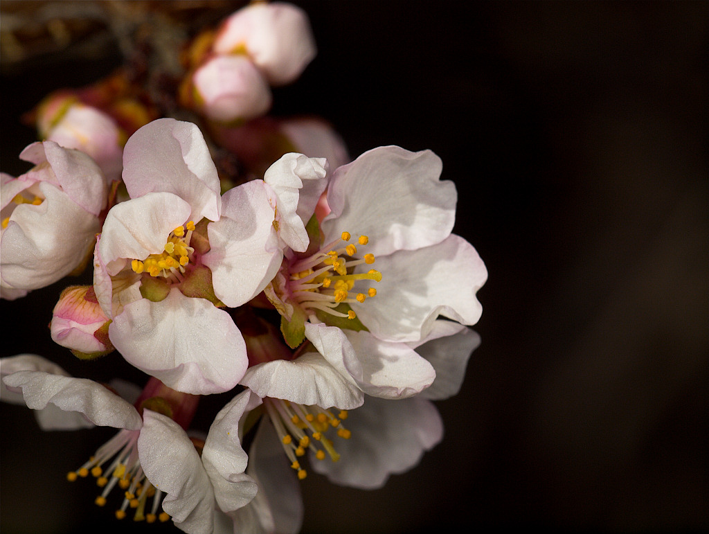 Nanking Cherry  blossoms