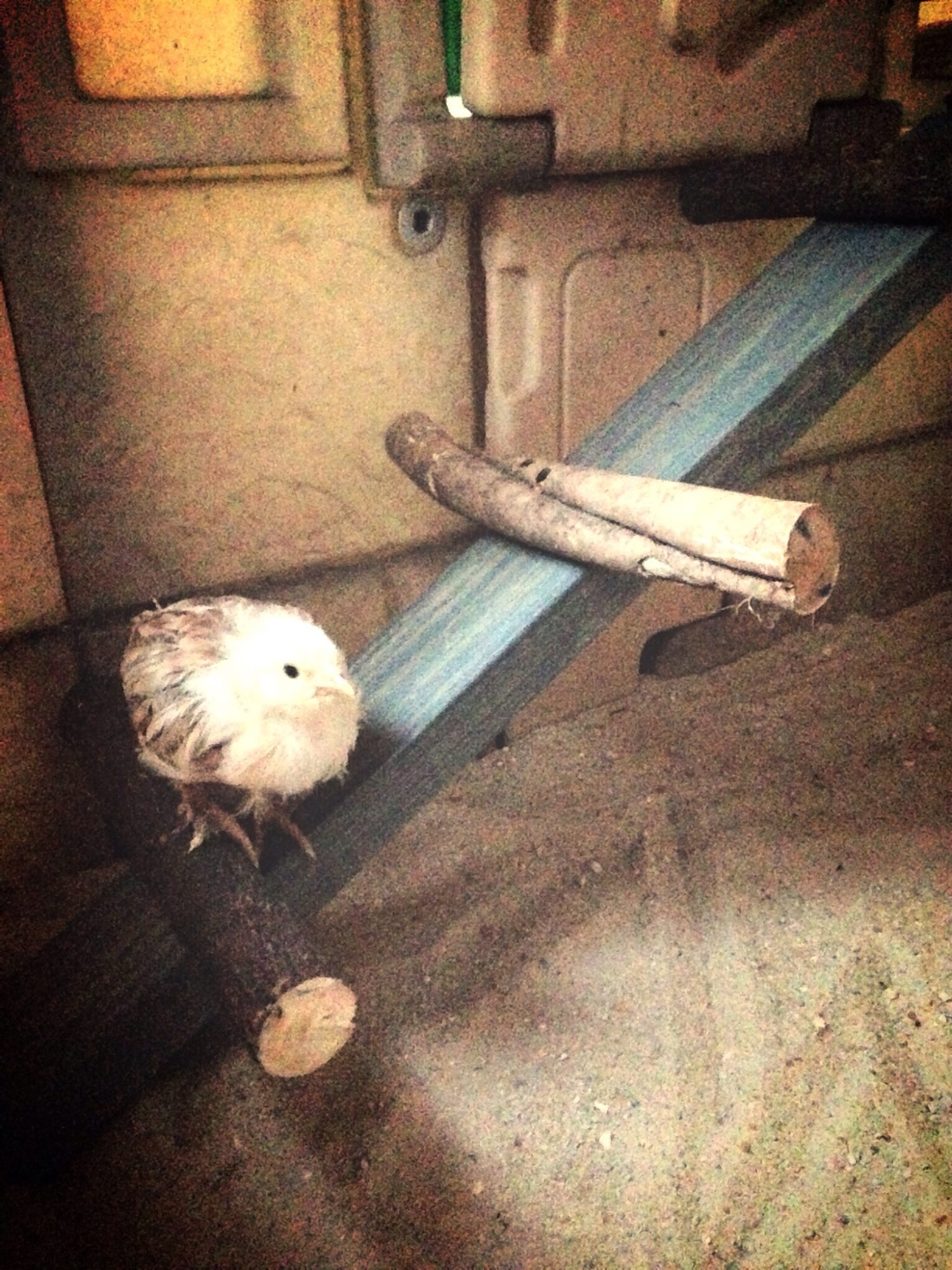 Nannette needed to inspect the ladder.